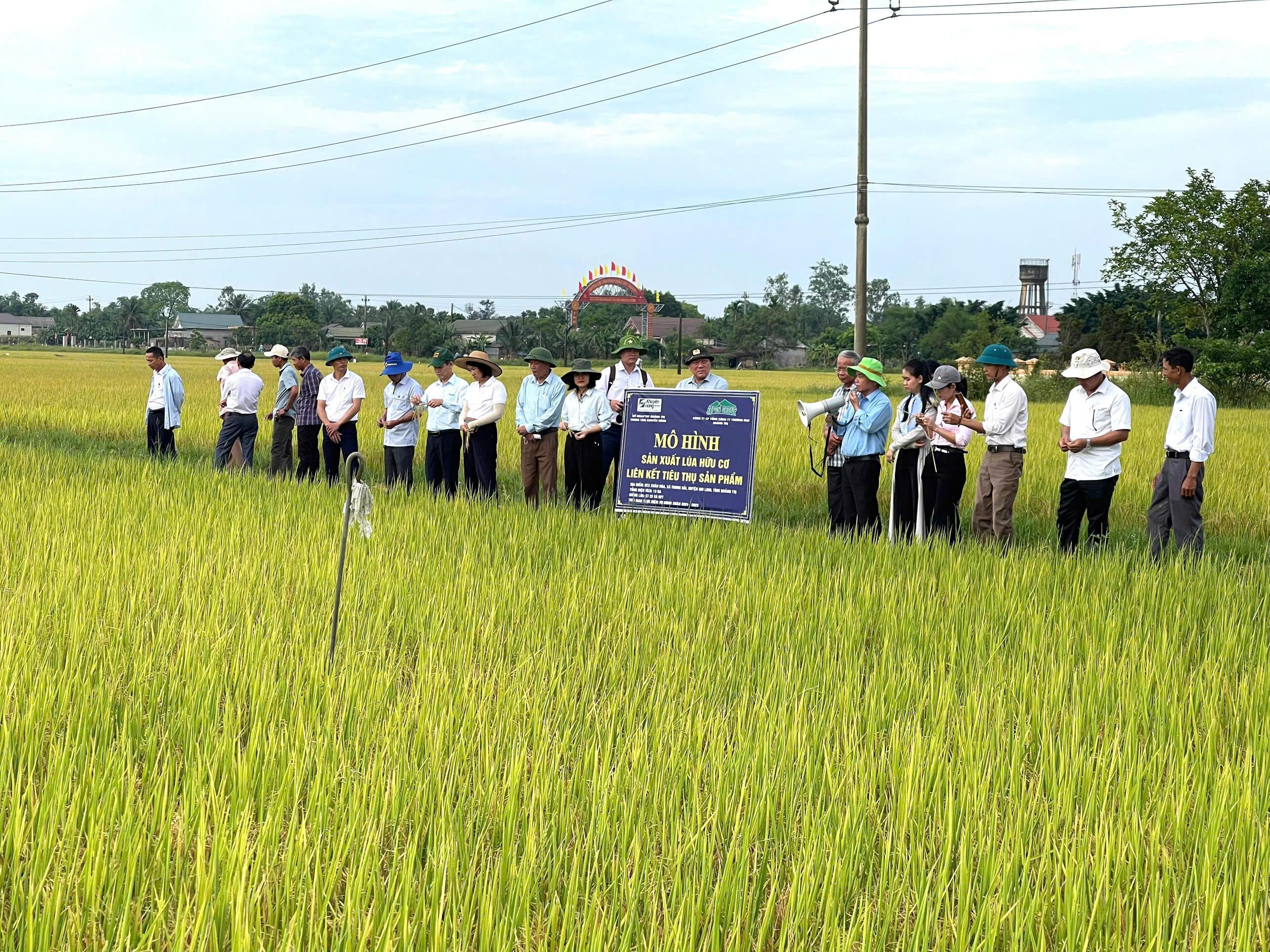 Triệu phong: hiệu quả phương pháp sạ cụm kết hợp bón vùi phân trong sản xuất lúa theo hướng hữu...